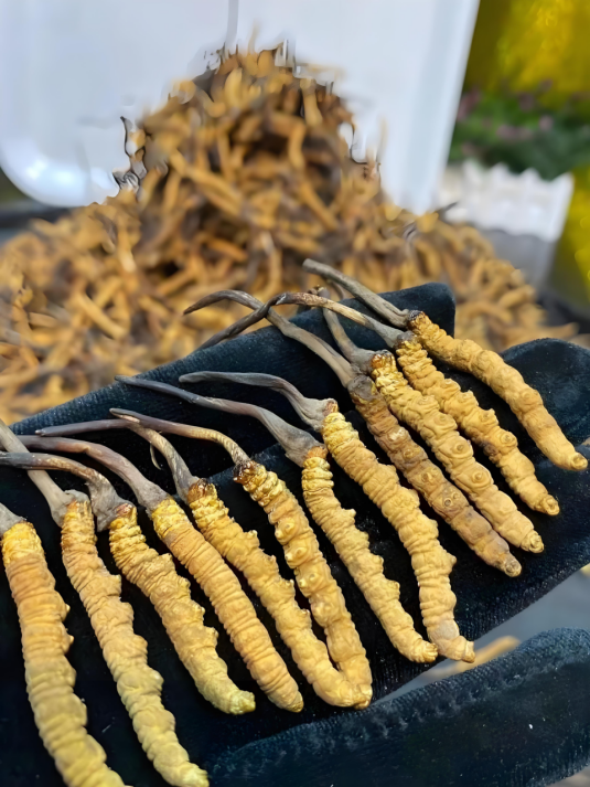 雪域恩情：一位老兵与藏药的温暖奇缘